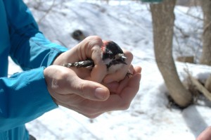 Male Downy Woodpecker removed from mist net