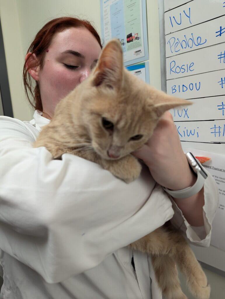 Beige tabby being held by student