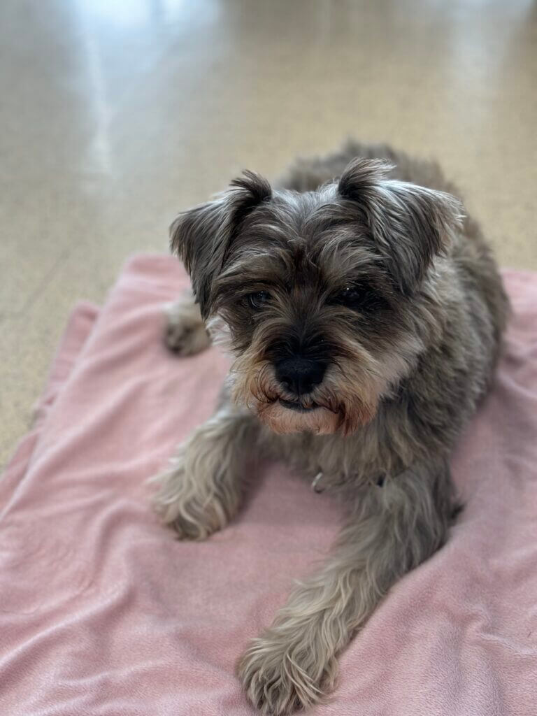 Schnauzer mix grey and white dog