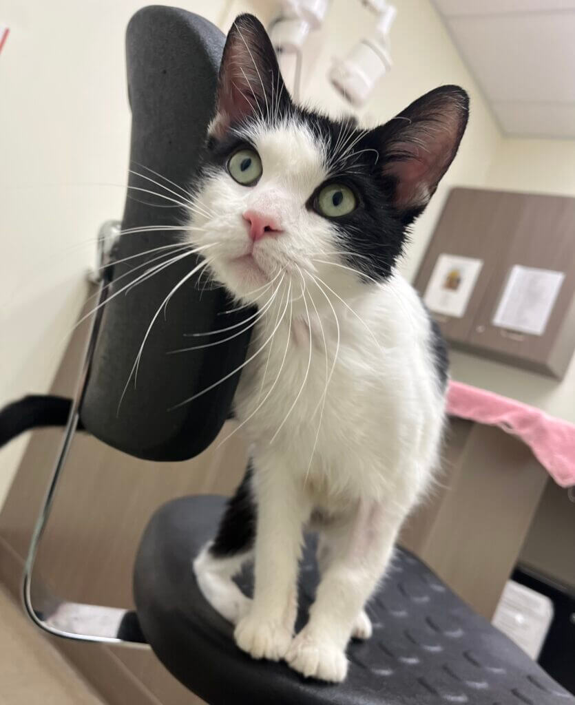 white and black female cat