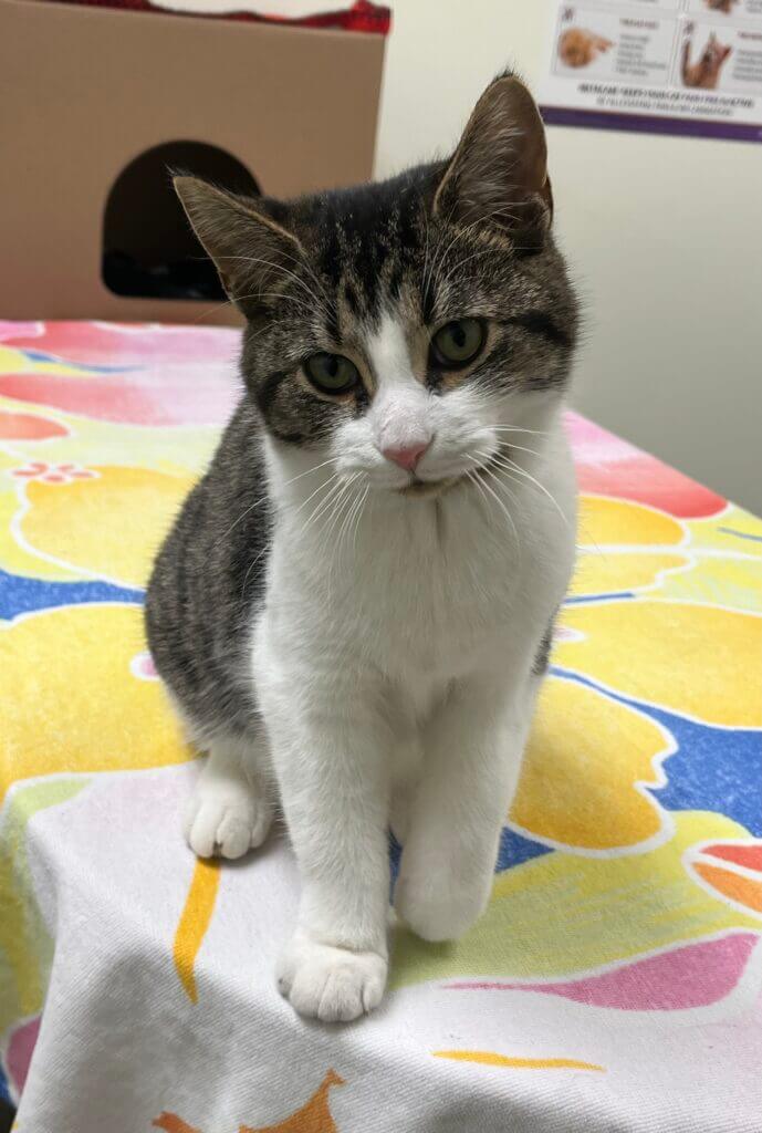 brown tabby and white female cat