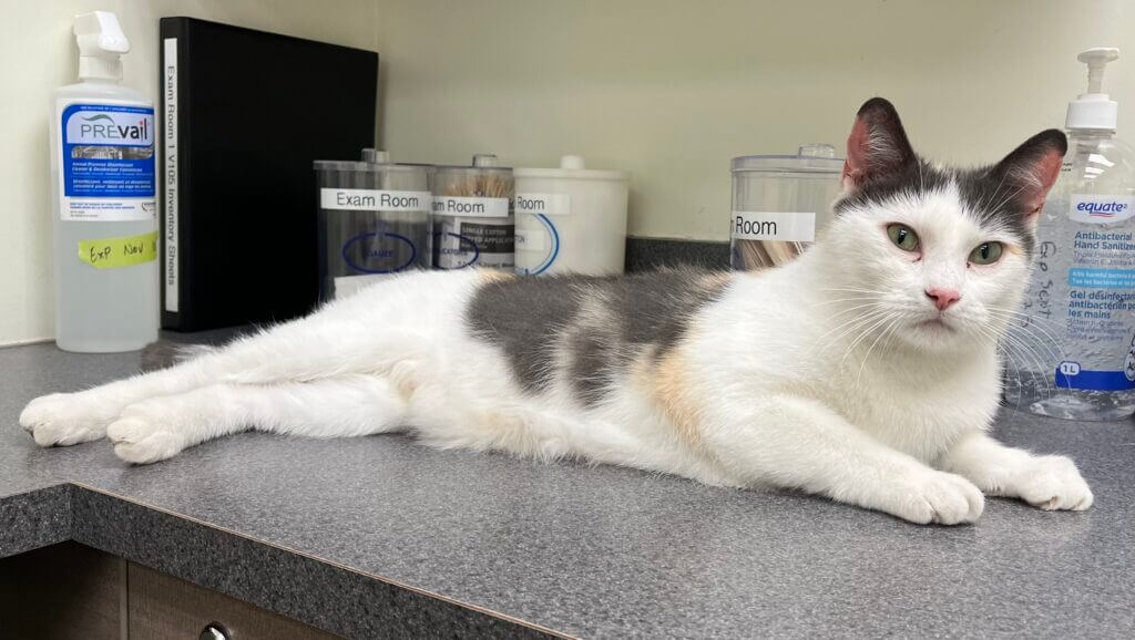 dilute calico female cat