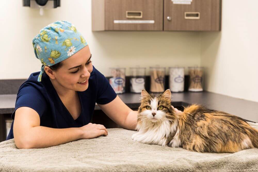 Veterinary Technician student in the exam room with a cat