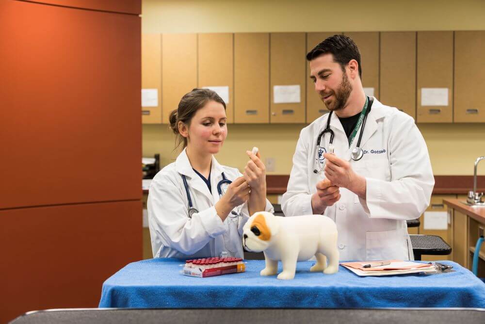 Veterinary Technician student and professor showing how to take samples from an animal mannequin